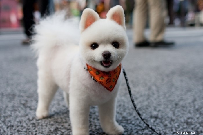 8 Simple, Safe Ways to Dress Your Dog for Halloween