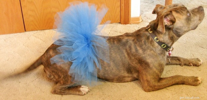 8 Simple, Safe Ways to Dress Your Dog for Halloween