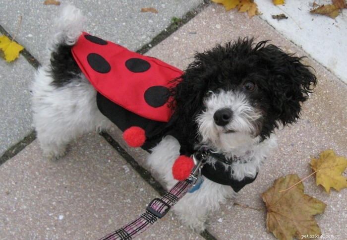 8 Simple, Safe Ways to Dress Your Dog for Halloween