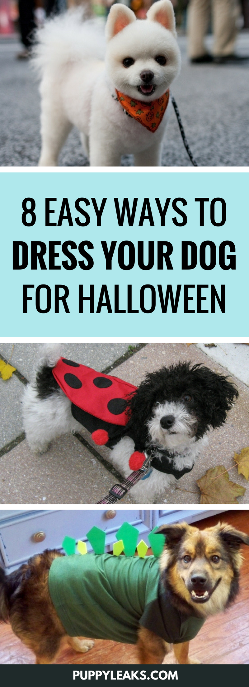 8 Simple, Safe Ways to Dress Your Dog for Halloween
