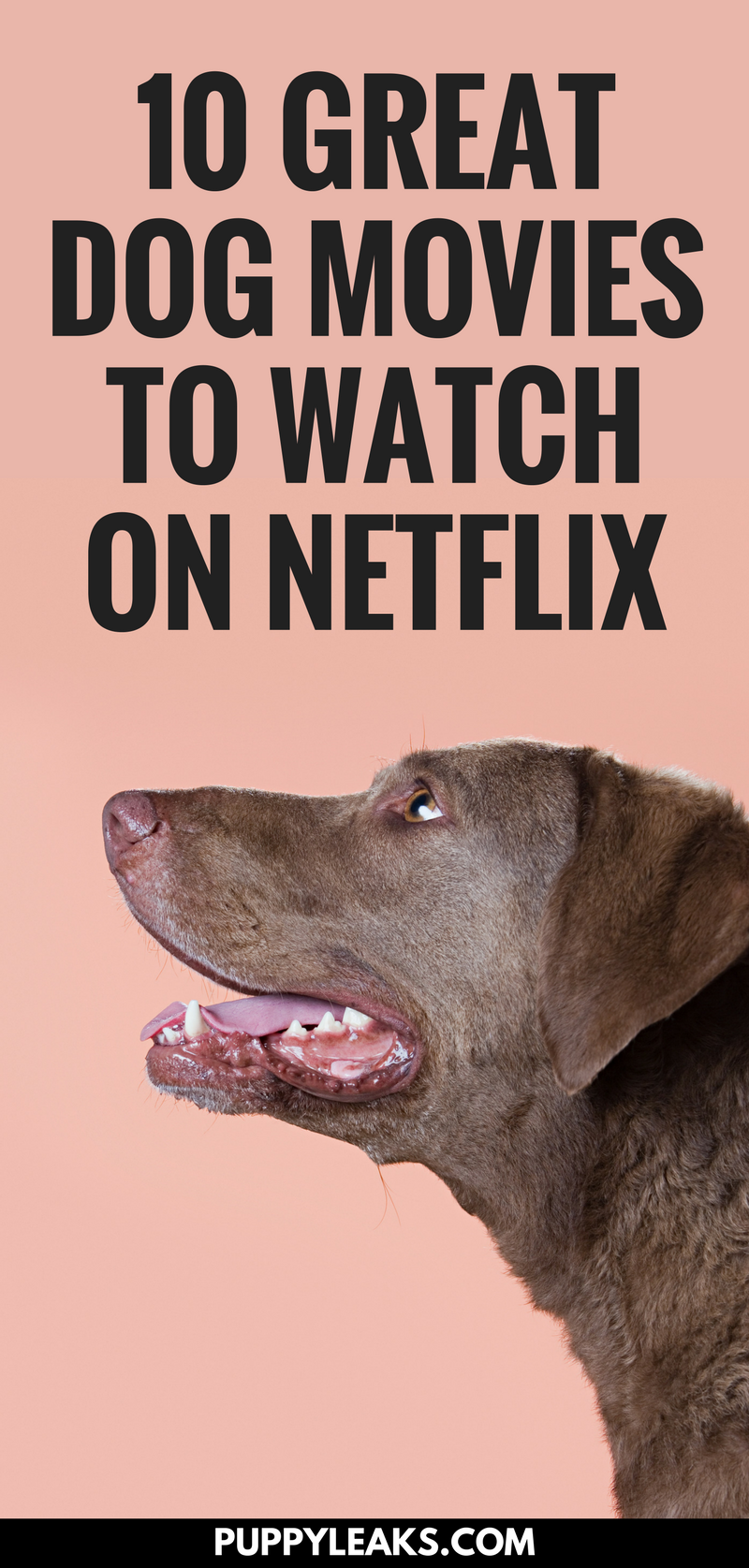 Top 10 Must‑Watch Dog Movies on Netflix