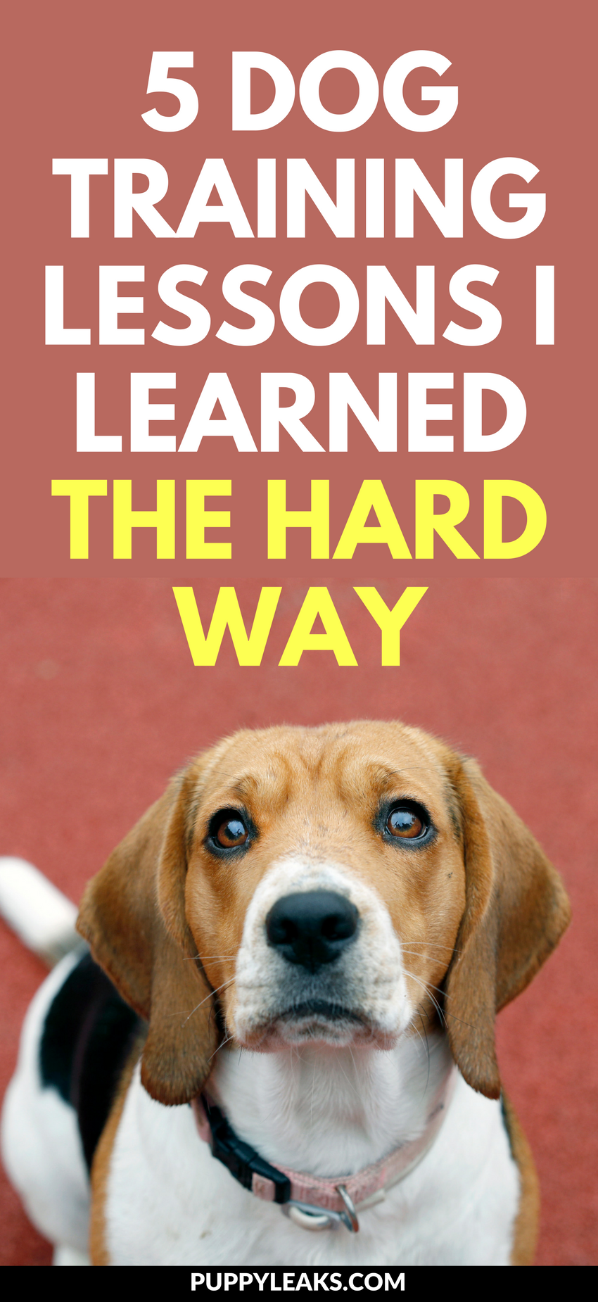 5 Proven Dog Training Lessons I Learned the Hard Way