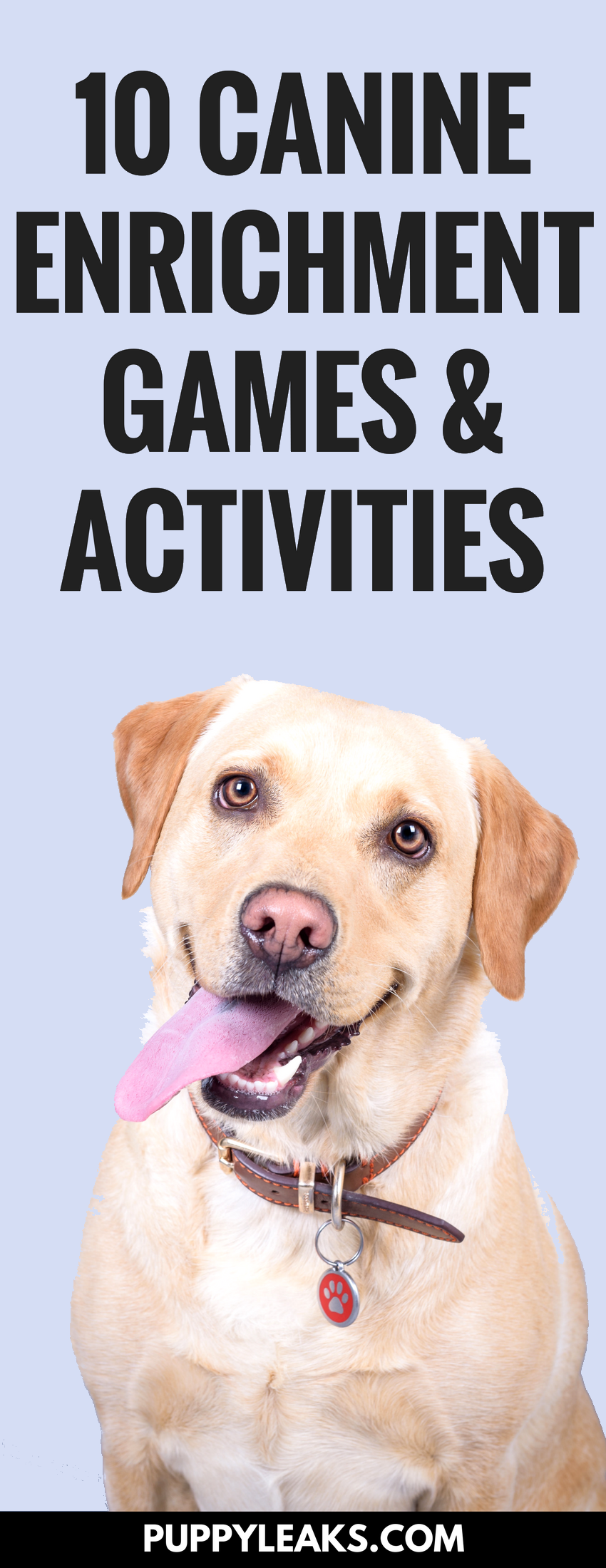 10 Engaging Games to Enrich Your Dog s Mind and Well‑Being