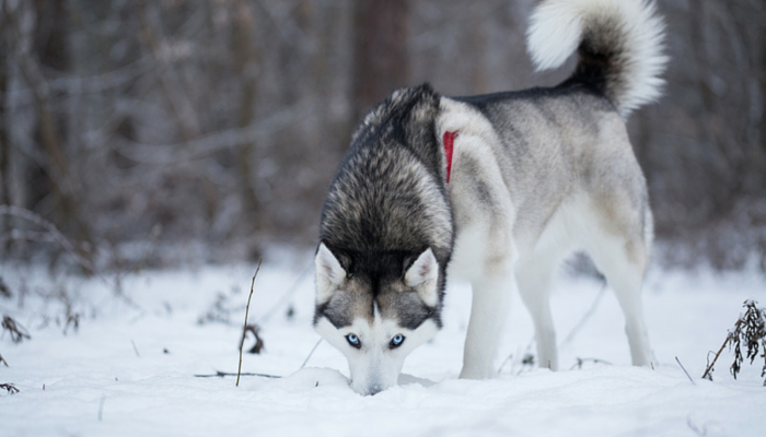 10 Engaging Games to Enrich Your Dog s Mind and Well‑Being