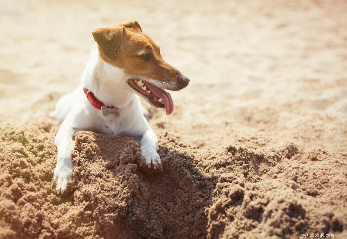 10 Engaging Games to Enrich Your Dog s Mind and Well‑Being