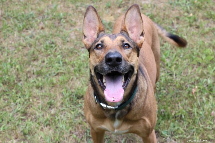 Stop Your Dog from Barking at the TV: Proven Techniques to Calm Them Down