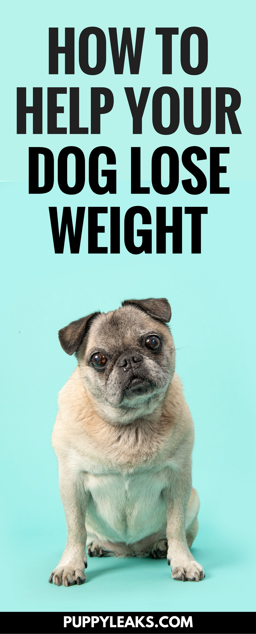 5 Proven Ways to Safely Help Your Dog Shed Excess Weight
