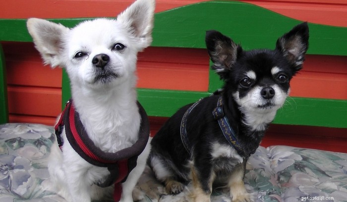 Debunking 5 Common Myths About Treating Dog Separation Anxiety