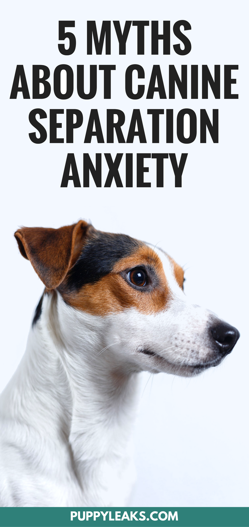 Debunking 5 Common Myths About Treating Dog Separation Anxiety