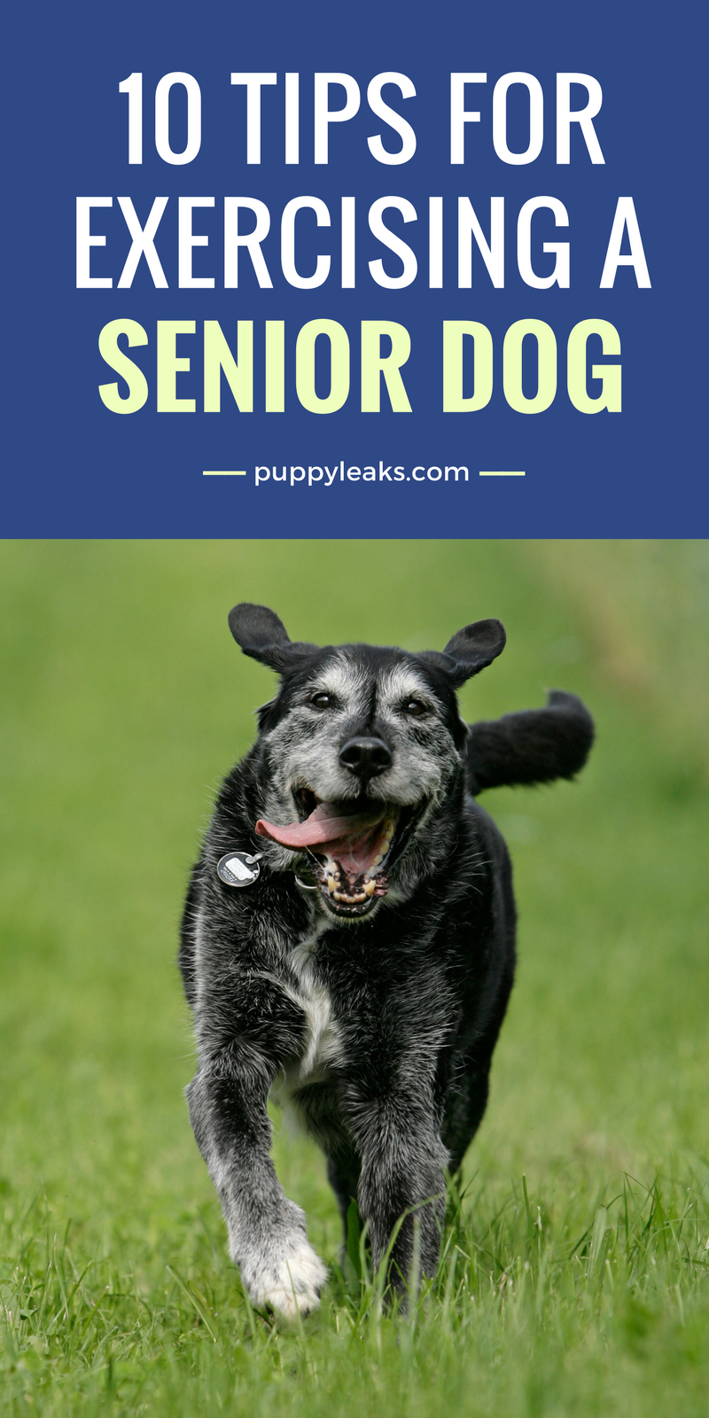10 Proven Strategies to Keep Your Senior Dog Active & Healthy