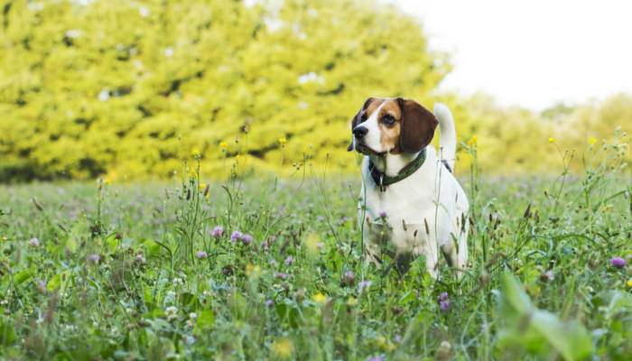 10 Proven Strategies to Keep Your Senior Dog Active & Healthy