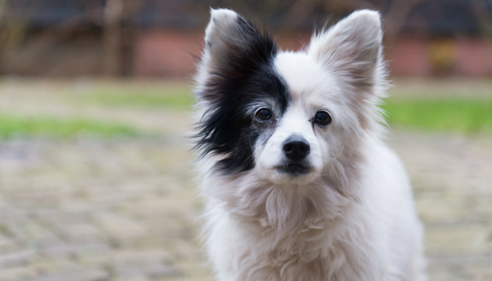 10 Proven Strategies to Keep Your Senior Dog Active & Healthy