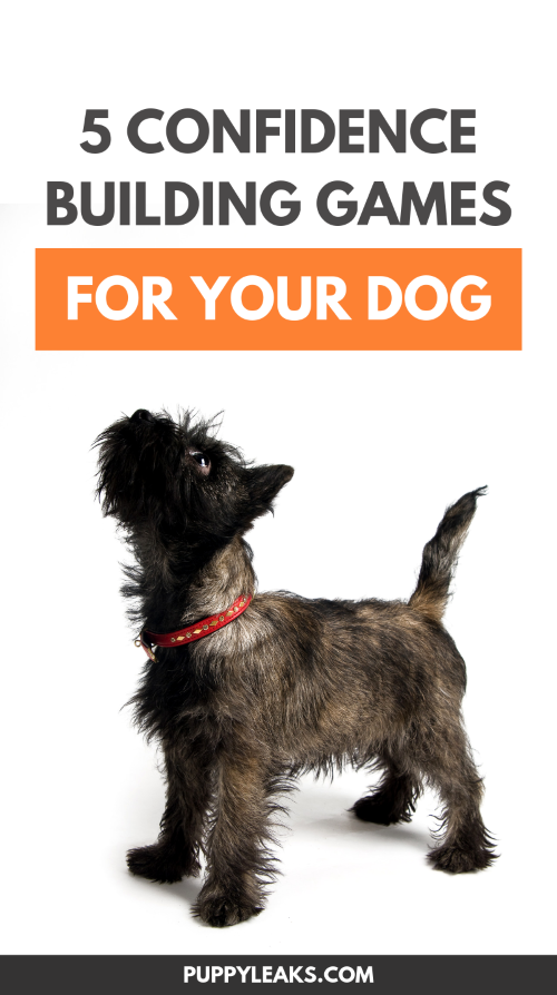 Boost Your Dog’s Confidence: 5 Engaging Games to Build Self‑Assurance