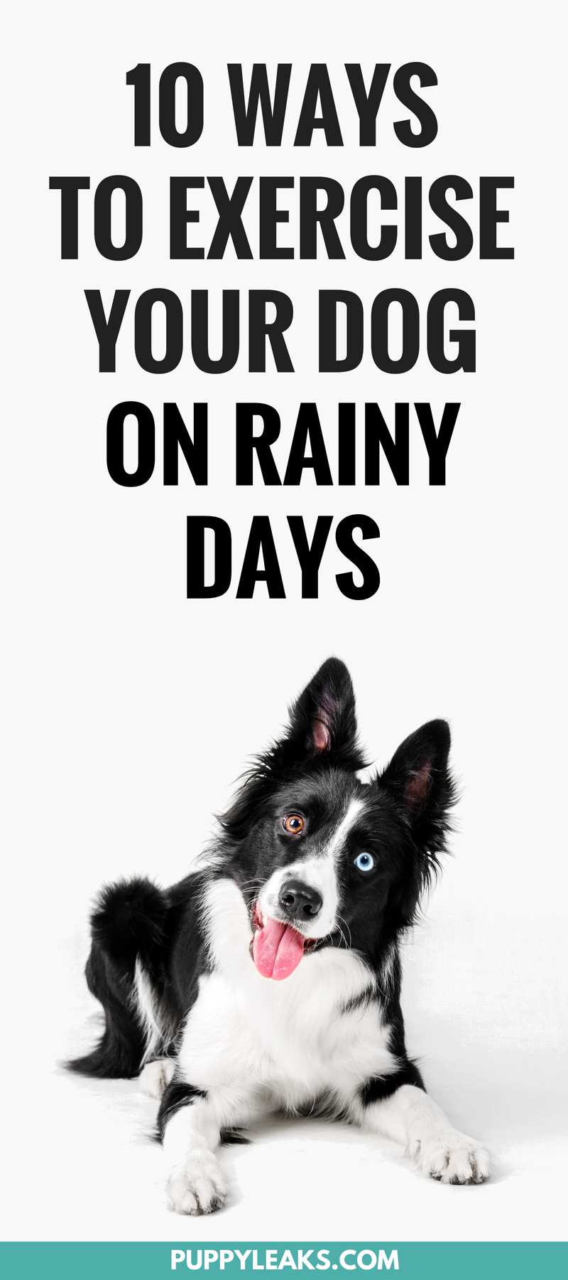 10 Indoor Activities to Keep Your Dog Active on Rainy Days