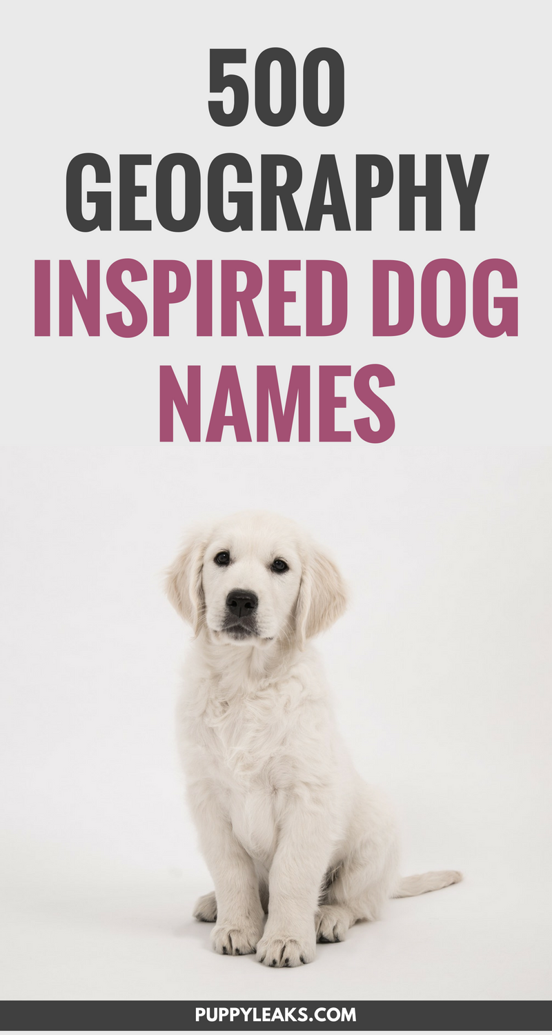 500 Geo-Inspired Dog Names: Find the Perfect Name Today