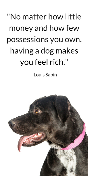 25 Heartwarming Dog Quotes Celebrating Loyalty & Joy