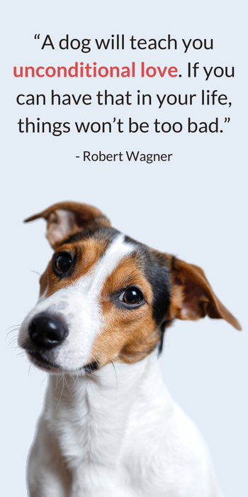 25 Heartwarming Dog Quotes Celebrating Loyalty & Joy