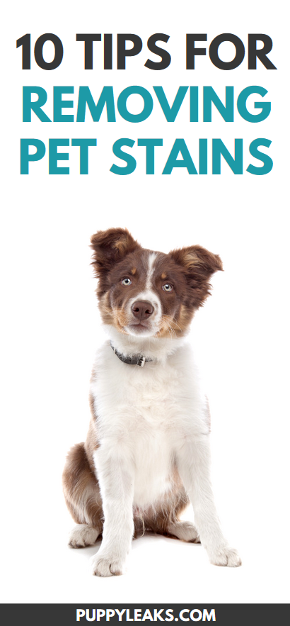 10 Proven Techniques for Removing Pet Stains Quickly