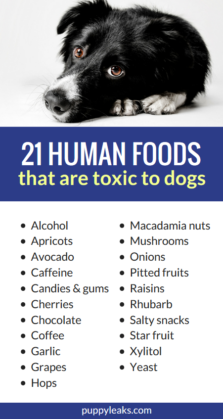 Top 21 Human Foods That Can Poison Your Dog (And How to Protect Them)