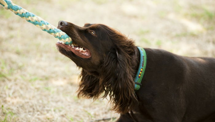 10 Proven Strategies to Keep Your Dog Fit and Healthy