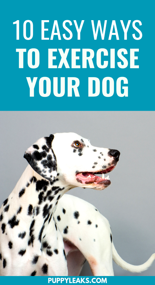 10 Proven Strategies to Keep Your Dog Fit and Healthy