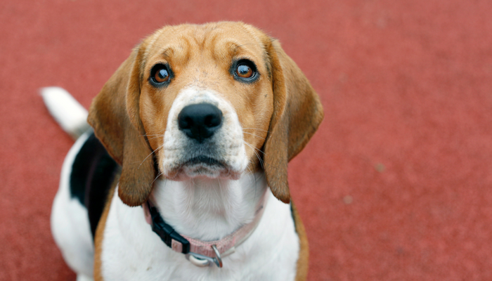 10 Proven Strategies to Keep Your Dog Fit and Healthy
