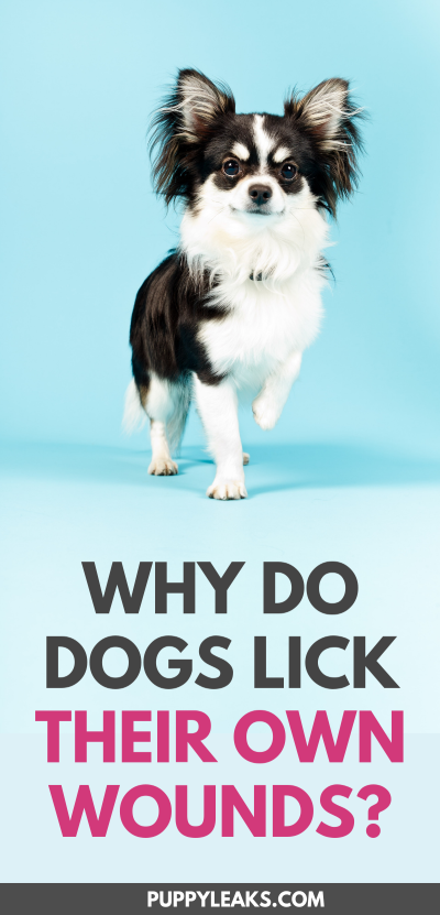 Why Dogs Lick Their Wounds: Benefits, Risks, and Care Tips