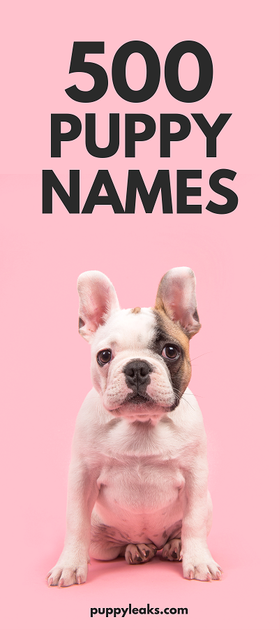 Discover 500 Endearing Puppy Names That Fit Any Personality