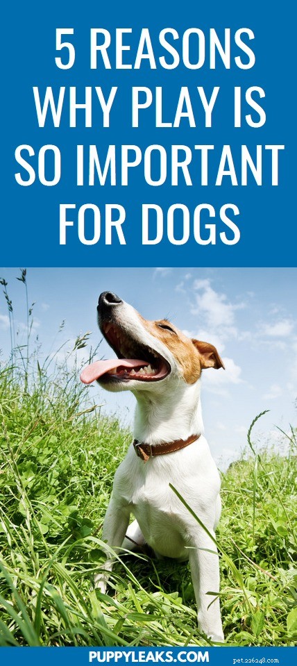 5 Key Benefits of Play for Your Dog s Health & Happiness