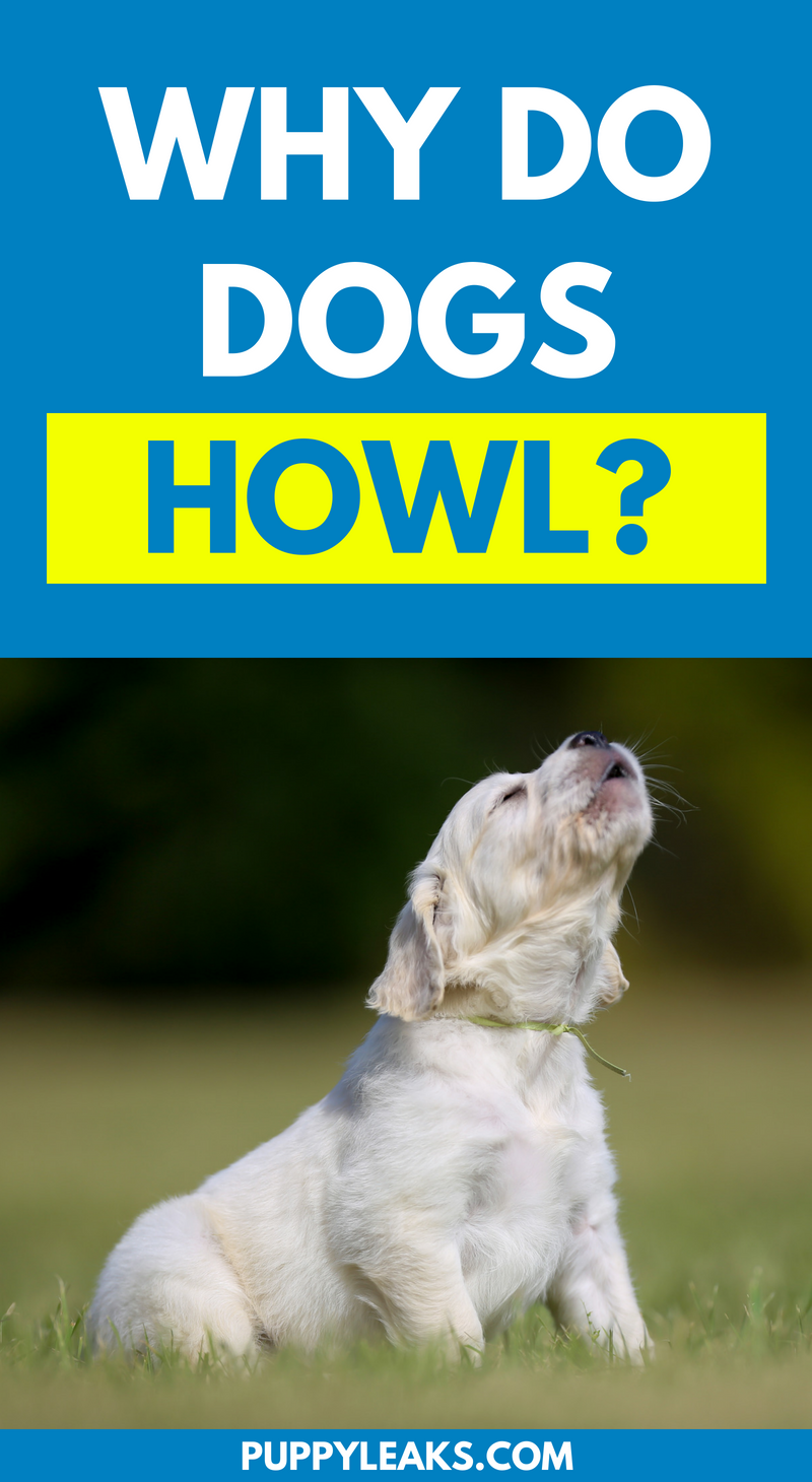 Understanding Why Dogs Howl: Causes, Triggers, and What It Means