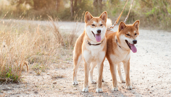 5 Key Benefits of Daily Dog Walks