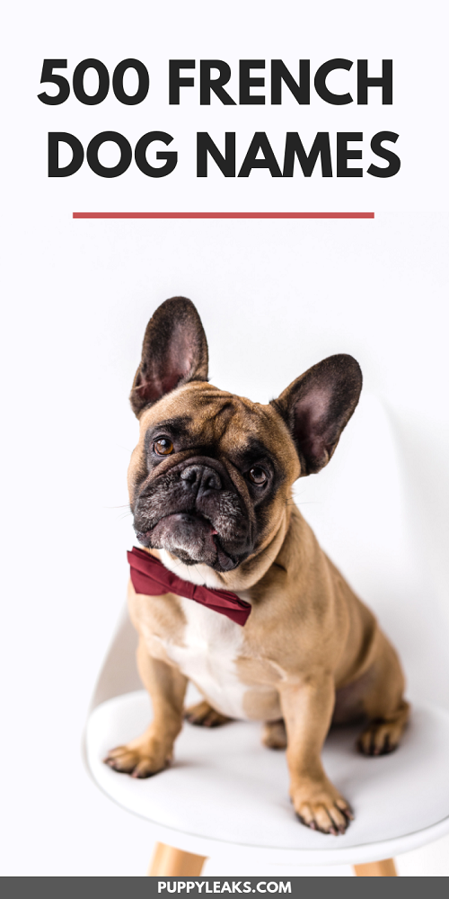 500 Elegant French Dog Names to Delight Your Pup