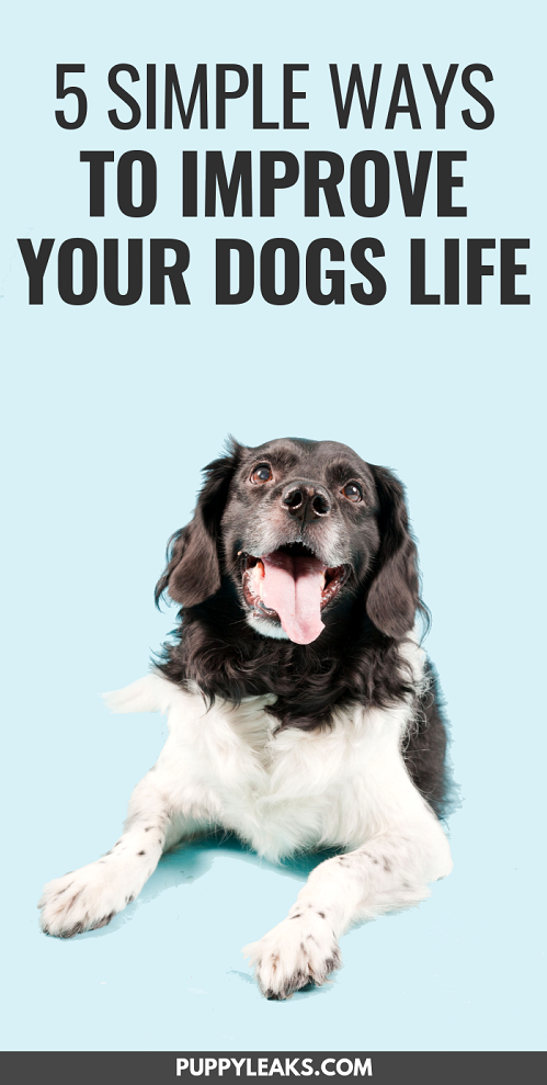 5 Proven Strategies to Enrich Your Dog s Life & Boost Happiness