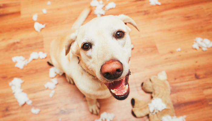 5 Proven Strategies to Enrich Your Dog s Life & Boost Happiness