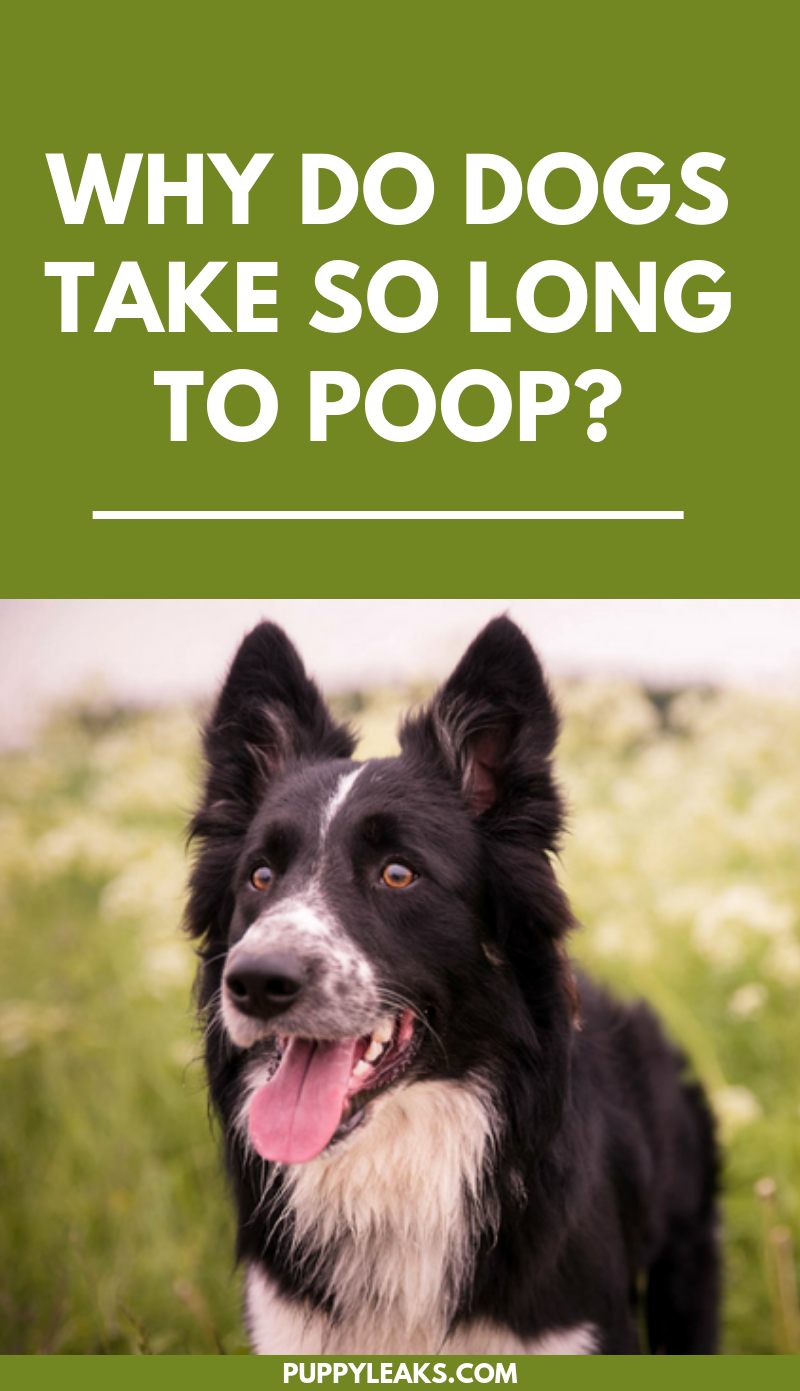 Why Dogs Take So Long to Poop: Understanding the Causes & Solutions