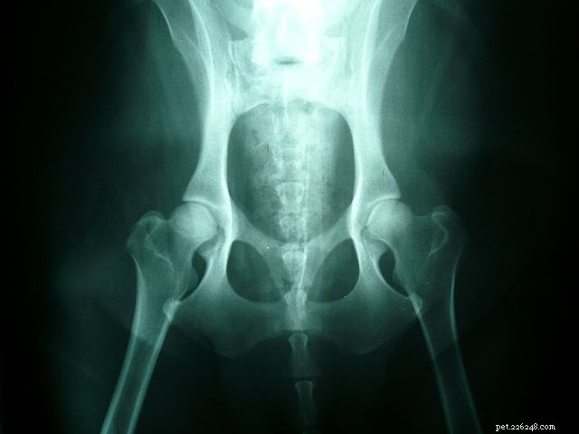 Understanding Canine Hip Dysplasia: Causes, Symptoms, and Treatment Options
