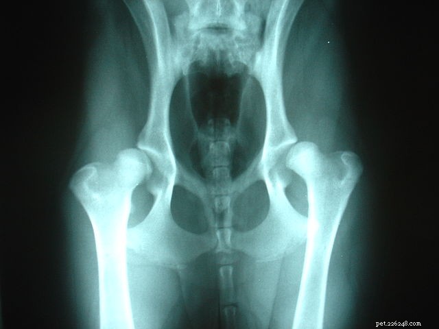 Understanding Canine Hip Dysplasia: Causes, Symptoms, and Treatment Options
