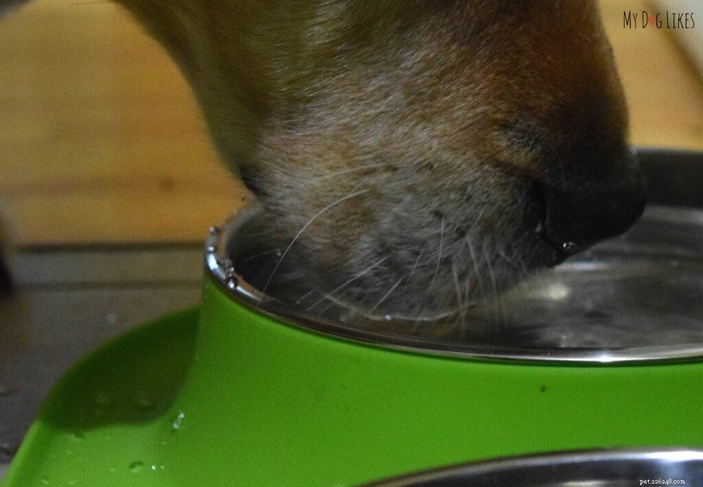 How to Manage Your Dog s Diarrhea: 3 Proven Home Remedies