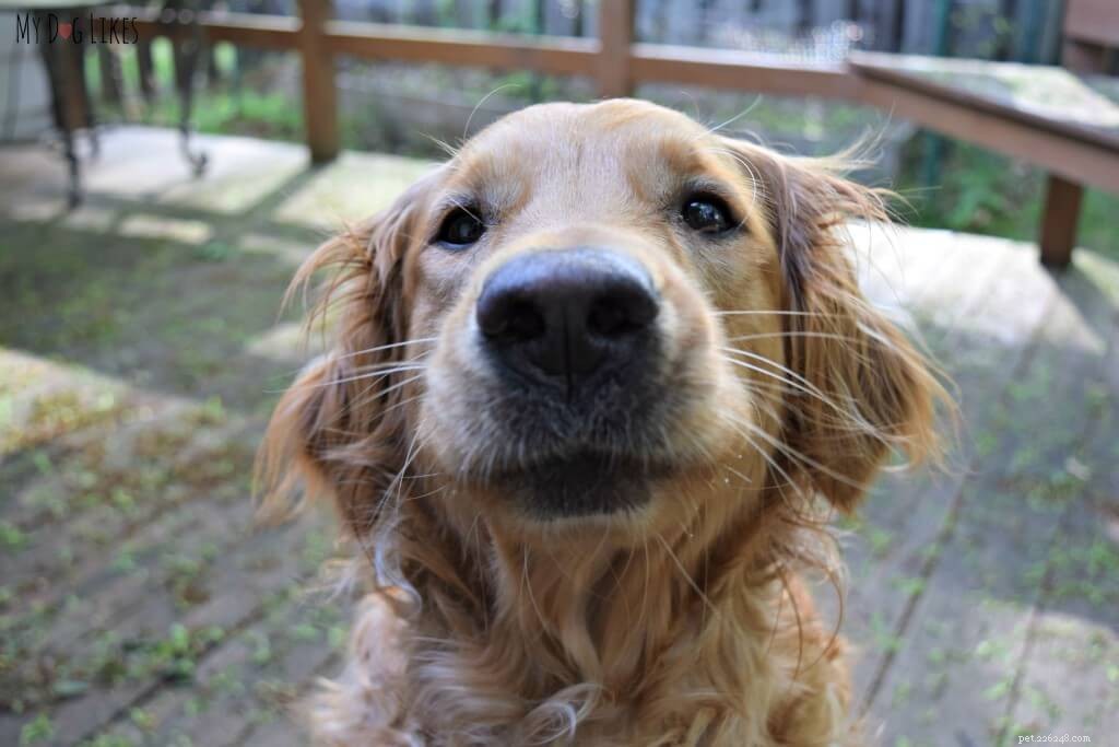 How to Manage Your Dog s Diarrhea: 3 Proven Home Remedies