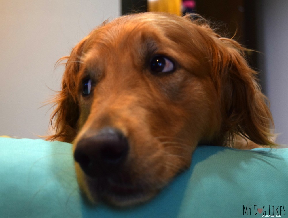 How to Manage Your Dog s Diarrhea: 3 Proven Home Remedies