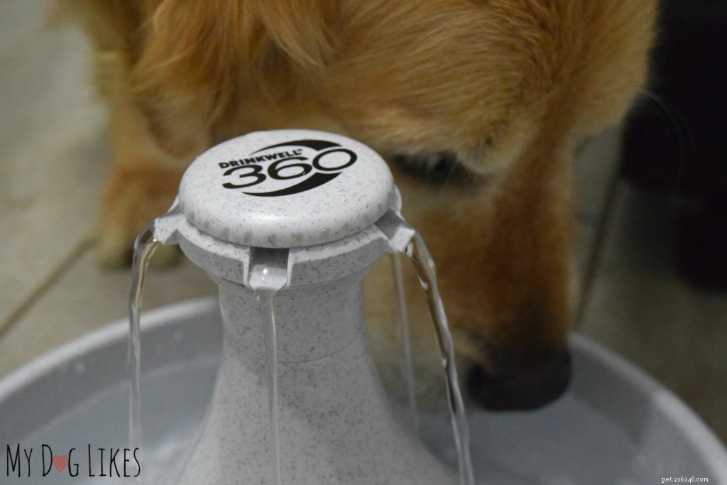 How to Manage Your Dog s Diarrhea: 3 Proven Home Remedies