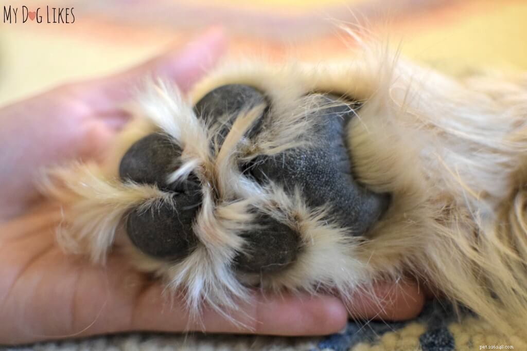 Protect Your Dog’s Paws from Extreme Heat: Essential Summer Care Tips