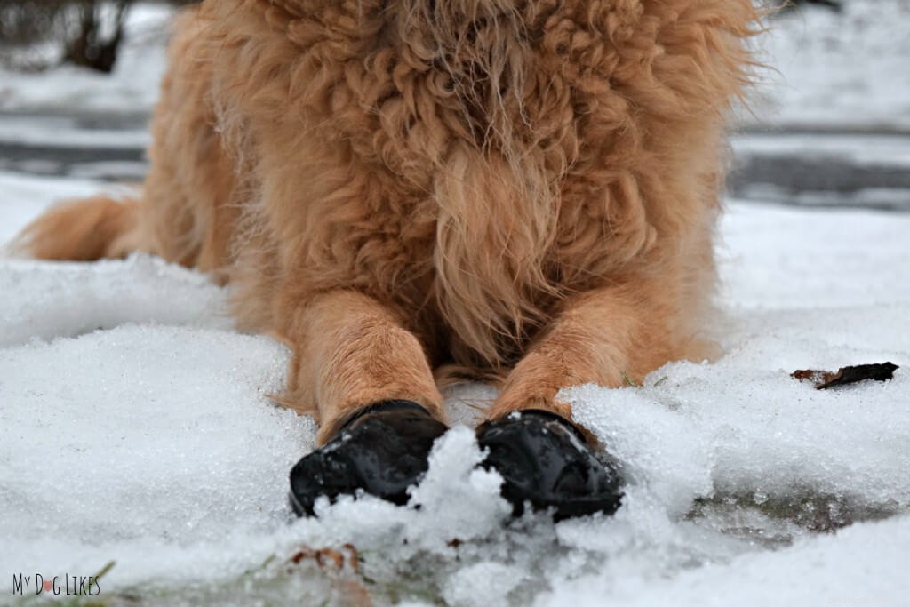 Protect Your Dog’s Paws from Extreme Heat: Essential Summer Care Tips