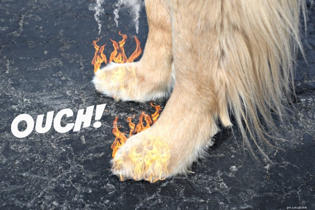 Protect Your Dog’s Paws from Extreme Heat: Essential Summer Care Tips