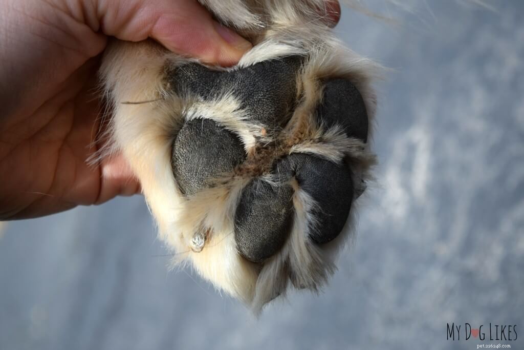 Protect Your Dog’s Paws from Extreme Heat: Essential Summer Care Tips