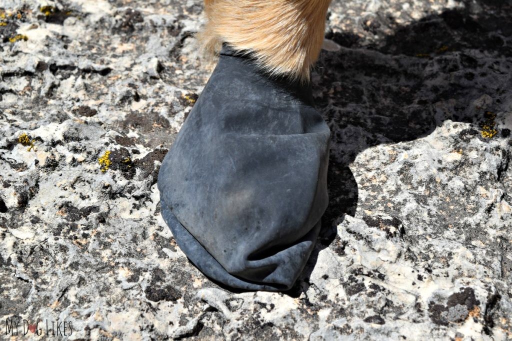 Protect Your Dog’s Paws from Extreme Heat: Essential Summer Care Tips