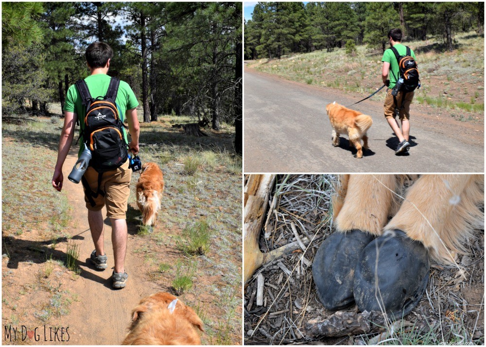 Protect Your Dog’s Paws from Extreme Heat: Essential Summer Care Tips