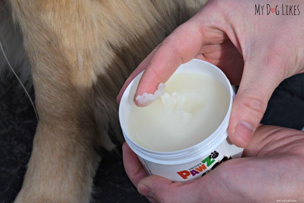 Protect Your Dog’s Paws from Extreme Heat: Essential Summer Care Tips