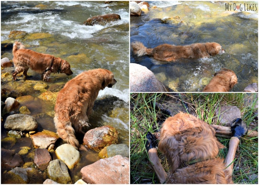 Protect Your Dog’s Paws from Extreme Heat: Essential Summer Care Tips