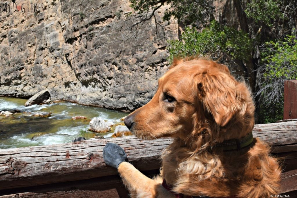 Protect Your Dog’s Paws from Extreme Heat: Essential Summer Care Tips
